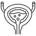 bladder (3)