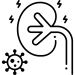 kidney (1)